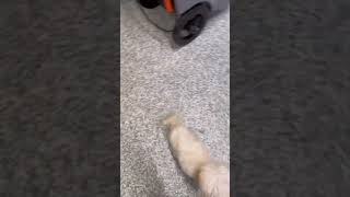 Video preview image #1 Maltipoo (Miniature) Puppy For Sale in McDonough, GA, USA