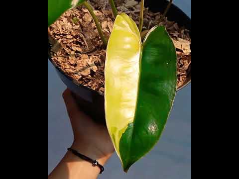 burlemax yellow variegata 💚💛✅👍