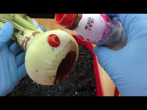 , title : 'Water-rooted bulbs - recovery and potting after removing rotten basal plate'