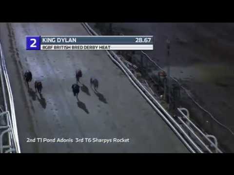 2019 BGBF BRITISH BRED DERBY - HEAT 6 - T2 KING DYLAN