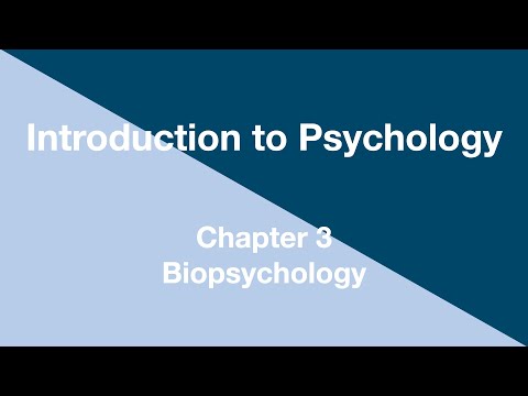 Einführung in die Psychologie - Kapitel 3 - Biopsychologie
