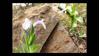 Download lagu M Arif Ciziri Beyane.mp4 mp3
