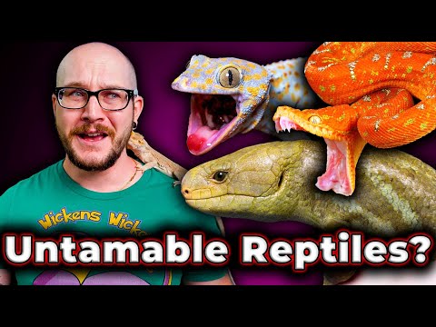 Top 5 Most Difficult To Tame Reptiles, But The Most Rewarding!