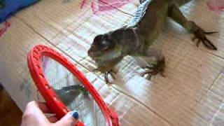 Lady Theea nervous iguana