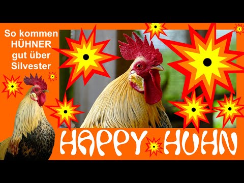 E161 Hühner und Silvesterlärm, das können Hühnerhalter tun - HAPPY HUHN - Silvester Böller Tiere