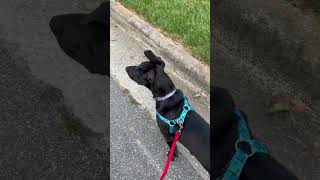 Video preview image #1 Labrador Retriever-Unknown Mix Puppy For Sale in Cary, NC, USA