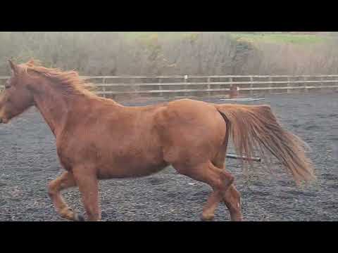 3 Year Old Sports Horse - Image 2