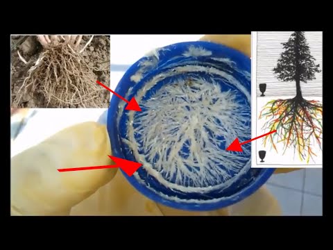 Strange Pattern on Dried Caustic After The Nano Coating & Beautiful Patterns on Ch3 and Co2 GANS Video