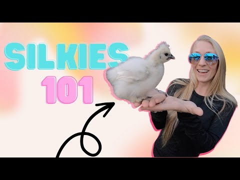 All You Need To Know About Silkie Chickens- Silkies 101