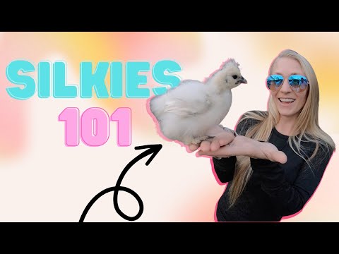 All You Need To Know About Silkie Chickens- Silkies 101