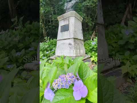 2024年のアジサイの剪定は何月に行うべきですか？豪華な花を咲かせるにはどうすればよいですか？  庭園