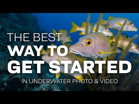 What Is The Best Way To Get Started In Underwater Photography & Video