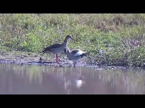 Djuma: Egyptian Goose pair - 09:25 - 05/06/2023