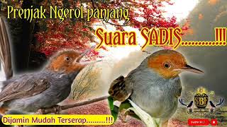 Download lagu PRENJAK GACOR SADIS‼️SUARA PANJANG JERNIH KRISTAL & TAJAM mp3 Download lagu PRENJAK GACOR SADIS‼️SUARA PANJANG JERNIH KRISTAL & TAJAM mp3