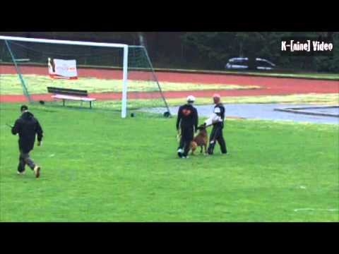 FCI NM IPO 2012 Andreas Volle & Gamle Bry´n av Staalhjerte Gruppe C