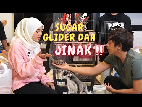 TEAH DAPAT SUGAR GLIDER JINAK !! - ZOO COMEL !!