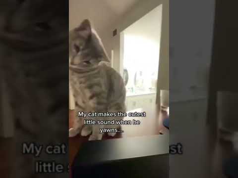 Cutest Cat’s yawn ever😭