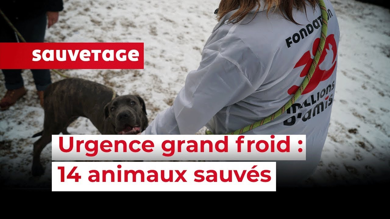14 animaux sauvés en urgence en Seine-et-Marne