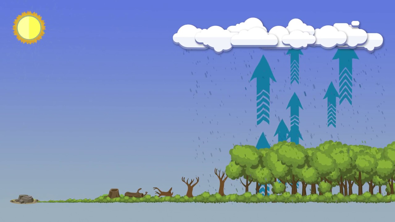 Desmatamento na Amazônia afeta clima do continente sul americano