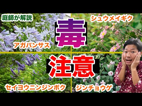 シーバックソーンは生で食べられますか? 植物