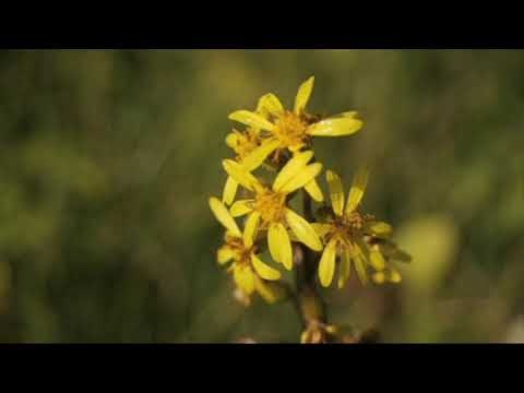 Udvarhelyszék természeti értékei