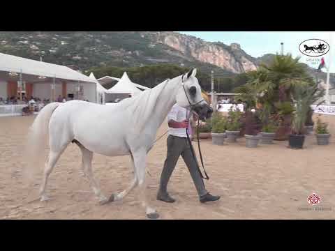 N 97 RIHAB AL NASSER   Mediterranean and Arab Countries AHC   Menton 2021   Mares 8+ Years Old Class