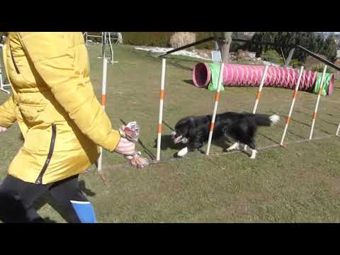 Ronnie Agility trénink 13. 3. 2020
