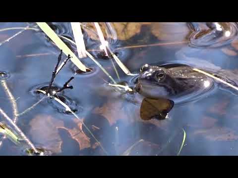 Moorfrosch