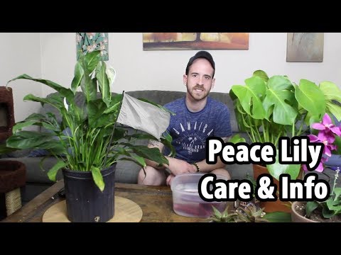 download lagu mp3 mp4 Spathiphyllum Plant, download lagu Spathiphyllum Plant gratis, unduh video klip Spathiphyllum Plant