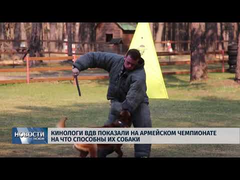 25.04.2019 / Кинологи ВДВ показали на армейском чемпионате на что способны их собаки