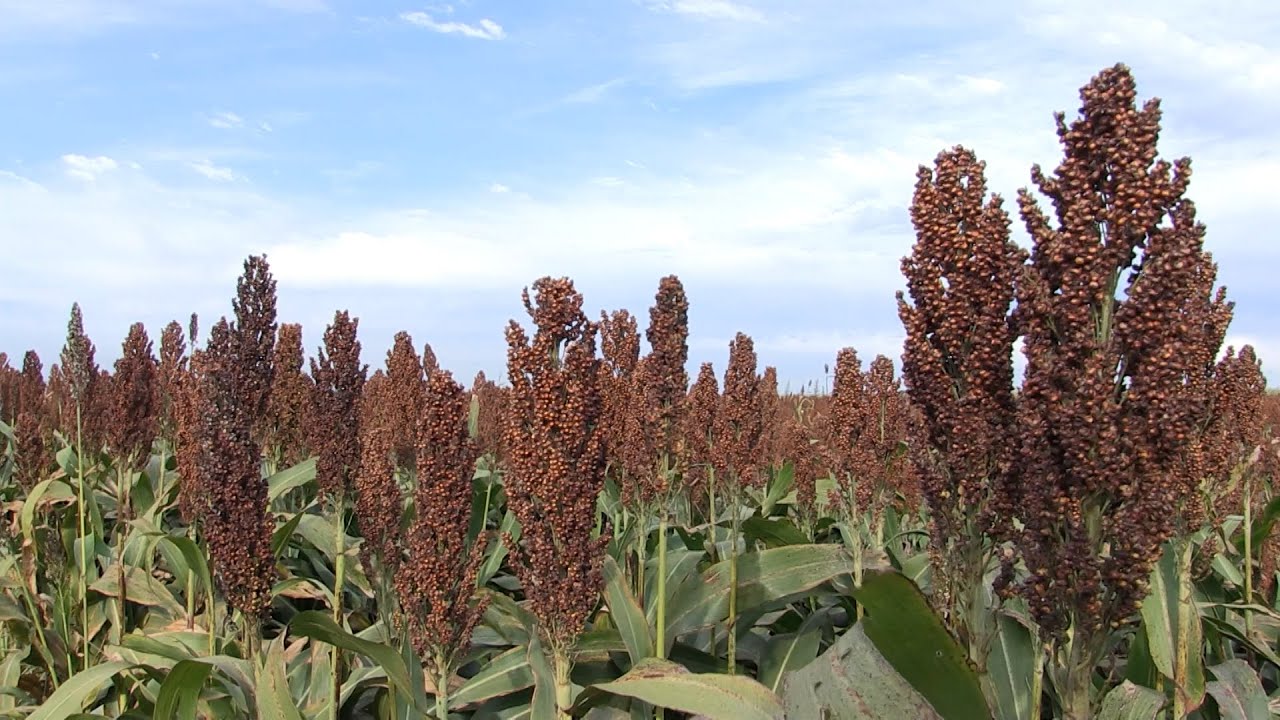 Sorgo apresenta oportunidades a produtores no Paraná na safrinha