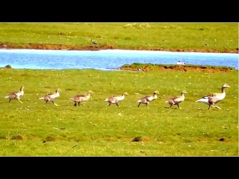 Greylag Goose goslings walking in single file to the water