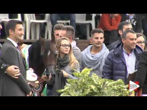 2nd Place N.63 SHAINA DVA - Arezzo 2015 - Yearling Fillies Championship (Class 15)