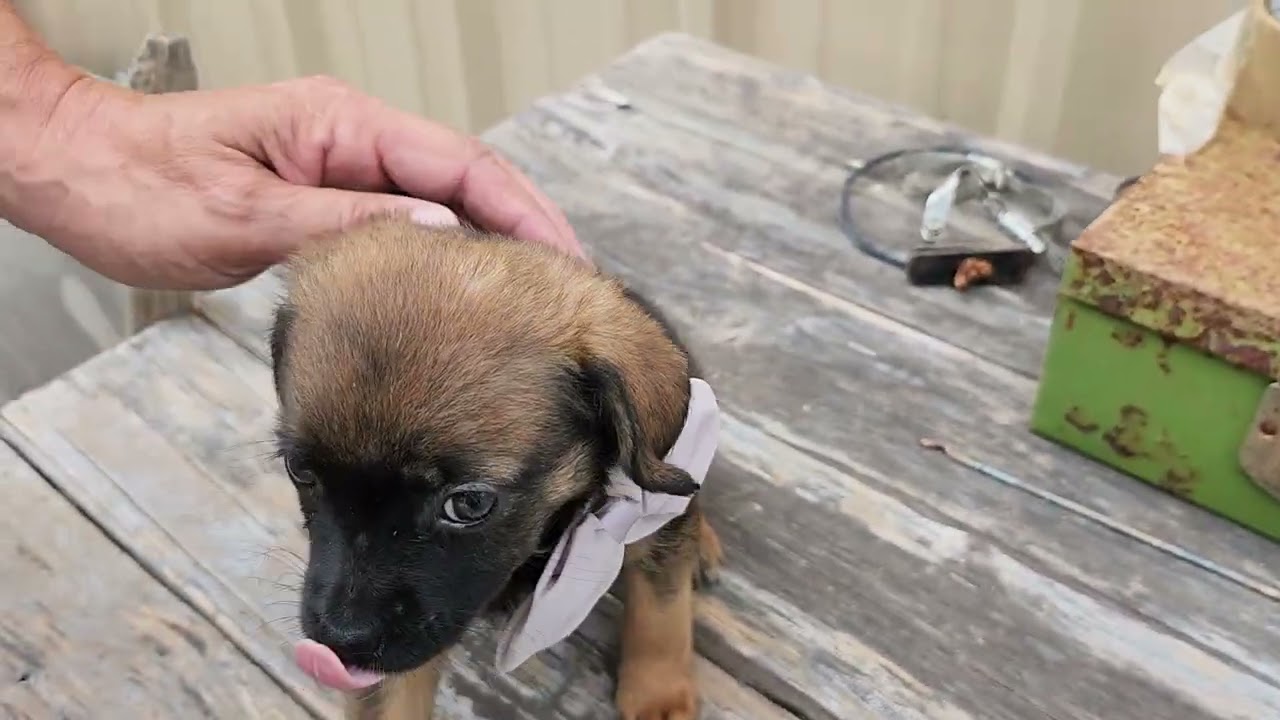 Enlarge Porsche, a ADOPTABLE mixed breed in Bandera, TX video 1/5