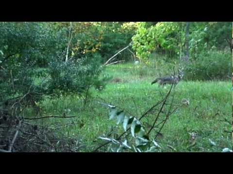 MY FIRST COYOTE HARVEST 2009-Xbow