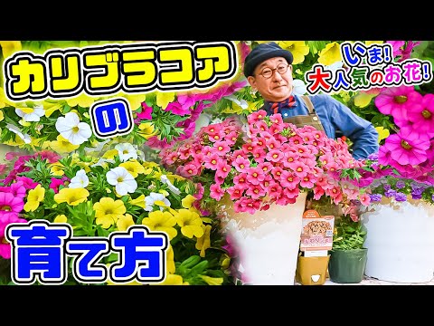 園芸 ハイブリッドカリブラコア