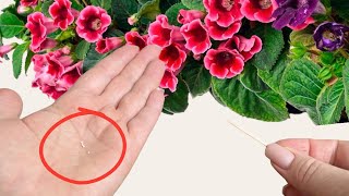 Das ist einfach! Pflanzen und züchten Sie wunderschöne Gloxinia aus Samen