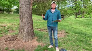 NC Champion Tree Project Tutorial #7: Determining A Tree's Points