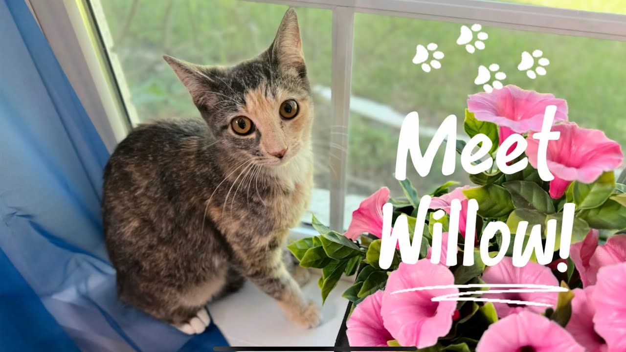 Enlarge Willow Taylor, a Adoptable mixed breed in Surrey, BC video 6/6
