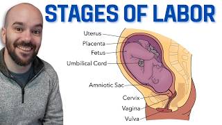 Stages of Labor (Dilation, Expulsion, Placental)