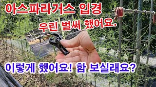 아스파라거스 입경! 우린 벌써 했어요. 이렇게 했어요. 함 보실래요?(아스파라거스 재배, 아스파라거스 심기,…