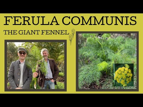 Great winter foliage plants: Ferula communis... a plant with an Olympic connection!