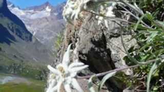 EDELWEISS!~THANKS ANDRE RIEU~