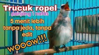 Download lagu Suara trucuk gacor ropel panjang 5 menit lebih tanpa jeda no editan mp3