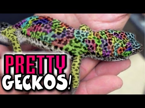ajutați l pe leopard gecko să piardă în greutate vouchere club de slăbire
