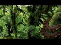 Rainy Forest Screensaver 