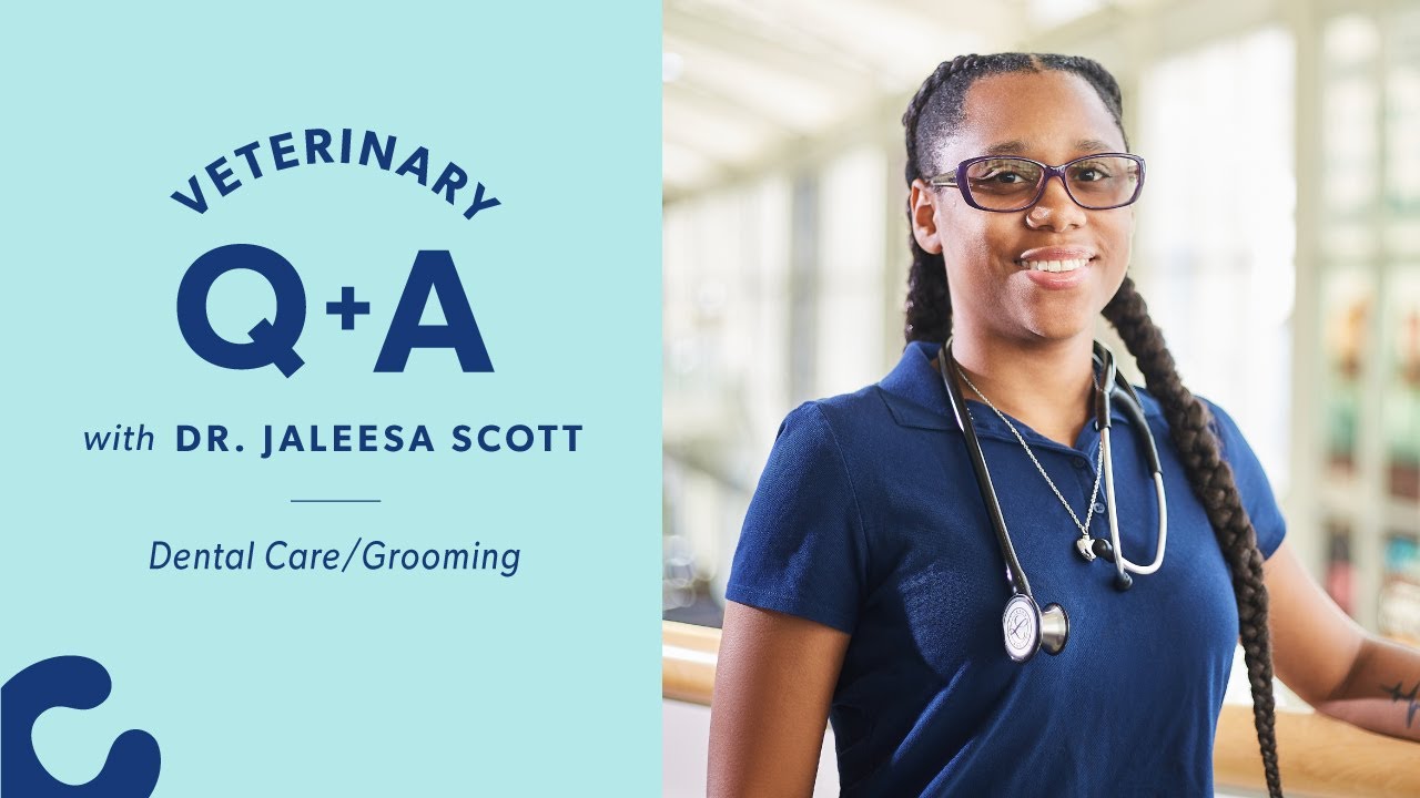 Vet Q&A: Dr. Jaleesa Scott Answers Your Questions on Pet Dental Care