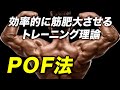 【POF法】効率的に筋肥大を実現する筋トレ理論【ビーレジェンド プロテイン】