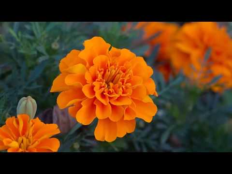 Billy Mayerl 'Marigold' - Richard Rodney Bennett, piano