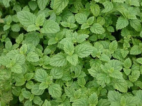 『ココカラ』Research11【中島町から世界へ！認知症予防の最前線】/金沢大学研究紹介動画